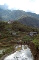 Water buffalo in terraced paddy field, Sapa