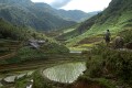 Water buffalo in terraced paddy field, Sapa