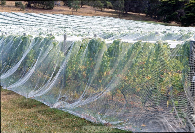 Vineyard, Tasmania, Australia