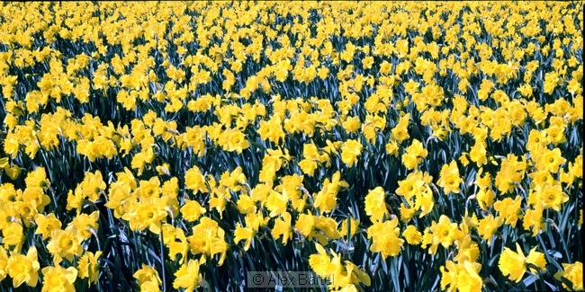 Daffodils