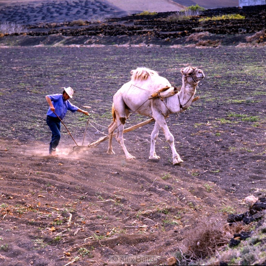 Camel Ploughing, Lanzarote, Canaries