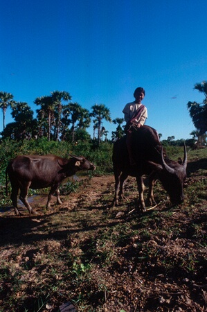 Child riding a water buffalo in Prey Vieng
