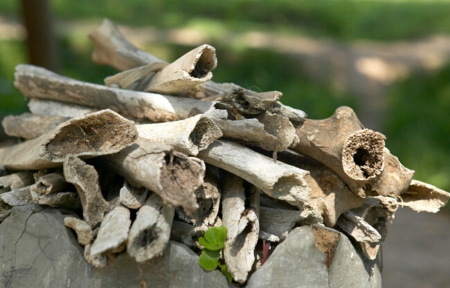 Human bones at Choeung Ek, sometimes called the Killing Fields, near Phnom Penh, Cambodia