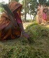 In the countryside near Varanasi: different tools are used for chopping fodder depending on the available cash.  The weathiest can use electricity, the mddle use hand-cranked machines, the poorest a simple chopper.  This old lady is in the latter category and reminds me of the Grim Reaper