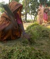In the countryside near Varanasi: different tools are used for chopping fodder depending on the available cash. The weathiest can use electricity, the mddle use hand-cranked machines, the poorest a simple chopper. This old lady is in the latter category and reminds me of the Grim Reaper