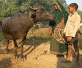 In the countryside near Varanasi: a buffalo is a very significant asset for the family, but somehow the relationship seems warmer than just a financial interest