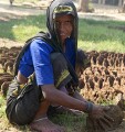 In the countryside near Varanasi: making dung pats to dry in the sun for fuel