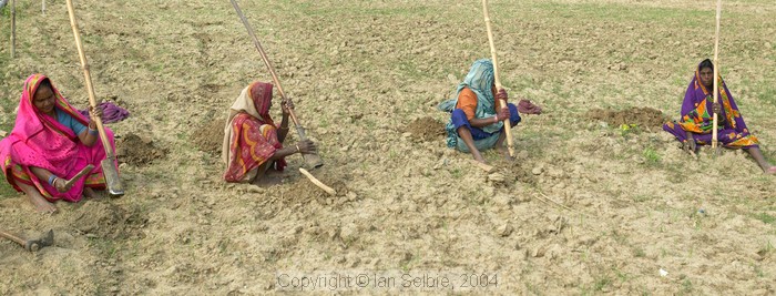 In the countryside near Varanasi: women planting small trees