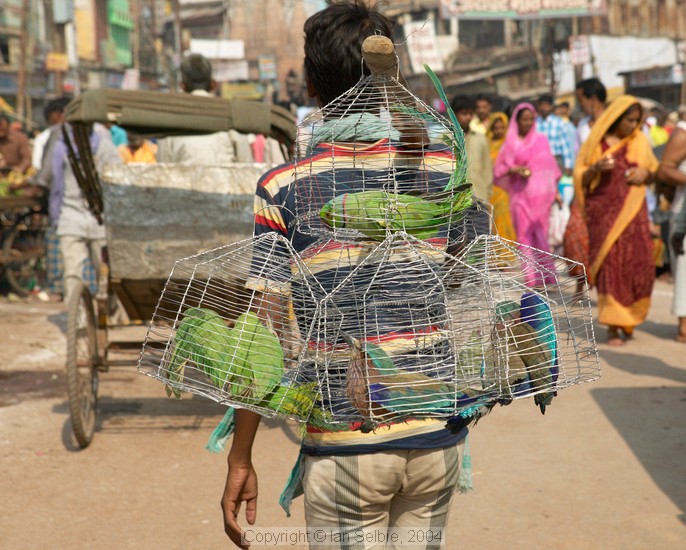 Selling caged birds on the streets of Varanasi